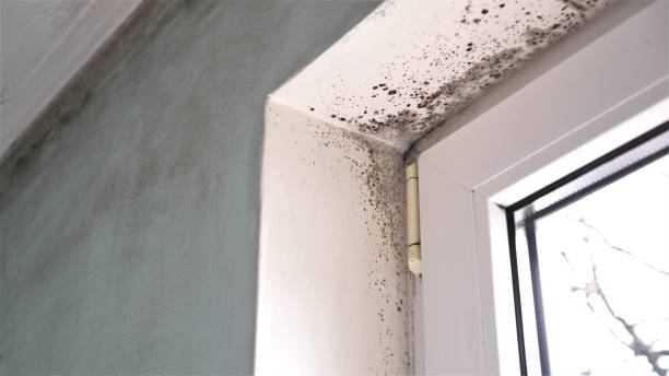 Best Black Mold Remediation in Felida, WA