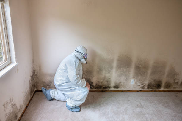Best Mold Testing and Inspection Services in Felida, WA