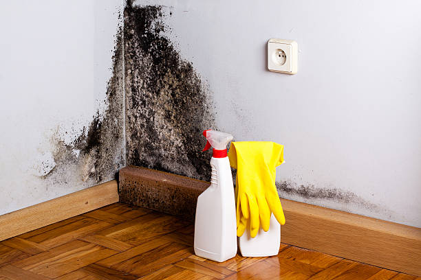 Professional Mold Remediation in Felida, WA