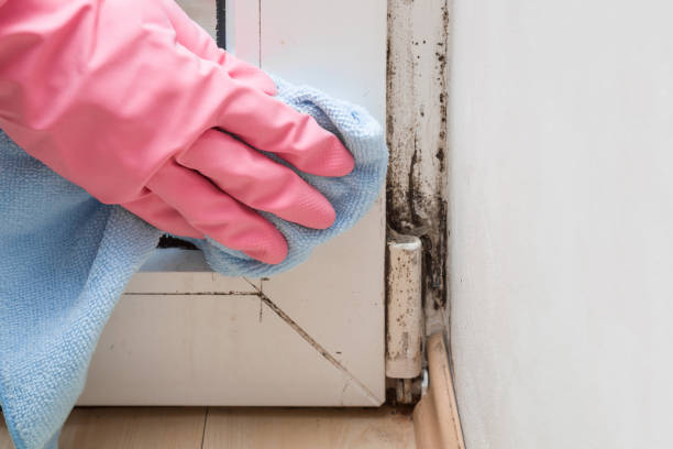 Best Crawl Space Mold Remediation in Felida, WA