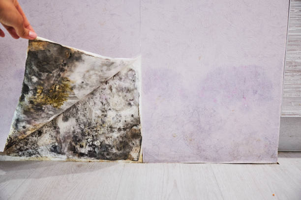 Best DIY Mold Remediation Support Services in Felida, WA